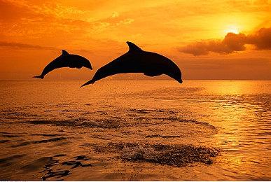 《星球大战绝地：幸存者》Steam在线峰值周末迎来新高